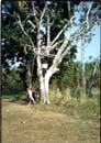 Rousseau Tree Fort
