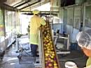 Processing passion fruit