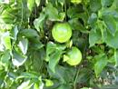 Passion Fruit