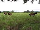Horses on property