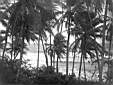 Palm trees Panama