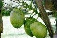 Coconuts - Taboga