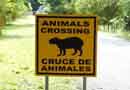Animal crossing<BR>sign