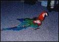 Barry's Macaw