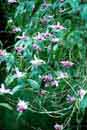 Orchids in<BR>the wild in<BR>Lago Gatun