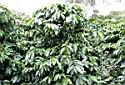 Coffee plant