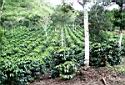 Coffee plants