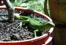 Baby Iguana