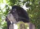 Howler Monkey