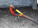Faisan (Pheasant)