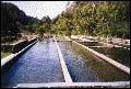 Trout Farm -
Bambito.